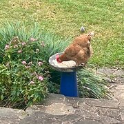 Home Owner wanting sitter in Cairns, Queensland