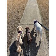 Home Owner wanting sitter in Bundaberg , Queensland