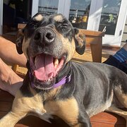 Home Owner wanting sitter in Brisbane, Queensland