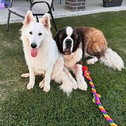 Home Owner wanting sitter in Mandurah , Western Australia