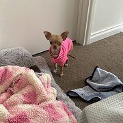 Home Owner wanting sitter in Melbourne , Victoria