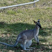 House Sitter - Kind energetic tidy pet loving woman.