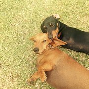 House Sitter - Peace of Mind House Sitting