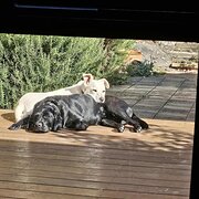 Home Owner wanting sitter in Melbourne, Victoria