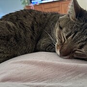 House Sitter - Mature, clean and respectful