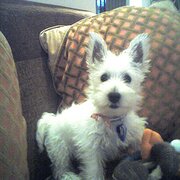 Home Owner wanting sitter in , Western Australia