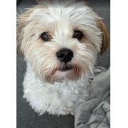 Home Owner wanting sitter in Perth, Western Australia