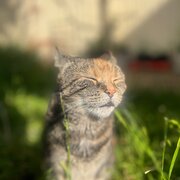 Home Owner wanting sitter in Sydney, New South Wales