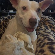 Home Owner wanting sitter in Brisbane, Queensland