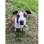 Home Owner wanting sitter in Brisbane, Queensland