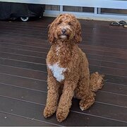 Home Owner wanting sitter in , New South Wales