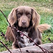 House Sitter - Sharon