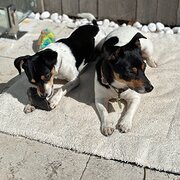 Home Owner wanting sitter in , New South Wales