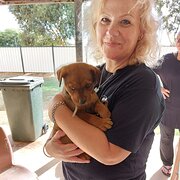 House Sitter - Happy House and Hound Sitter