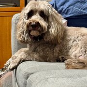 Home Owner wanting sitter in Brisbane, Queensland