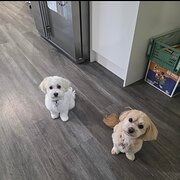 Home Owner wanting sitter in , Queensland