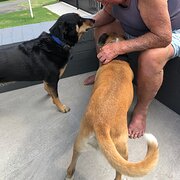 House Sitter - SPIDERS