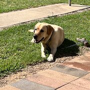 Home Owner wanting sitter in Griffith, New South Wales