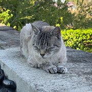 Home Owner wanting sitter in Briabane, Queensland