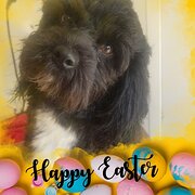 Home Owner wanting sitter in Caboolture, Queensland