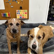 Home Owner wanting sitter in Maroochydore, Queensland