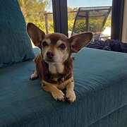 Home Owner wanting sitter in , Australian Capital Territory