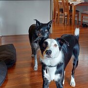 Home Owner wanting sitter in , Queensland