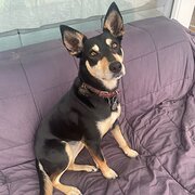 Home Owner wanting sitter in Melbourne, Victoria