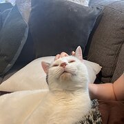 Home Owner wanting sitter in , Victoria