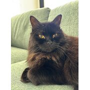 Home Owner wanting sitter in Perth, Western Australia