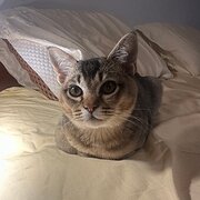 Home Owner wanting sitter in Coburg North, Victoria