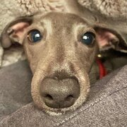 Home Owner wanting sitter in Sydney, New South Wales