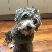 Home Owner wanting sitter in Perth, Western Australia