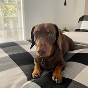 Home Owner wanting sitter in Canberra, Australian Capital Territory