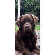 Home Owner wanting sitter in Dandenong, Victoria