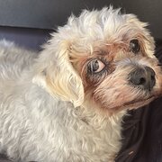 Home Owner wanting sitter in Perth , Western Australia