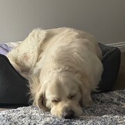 Home Owner wanting sitter in , Queensland