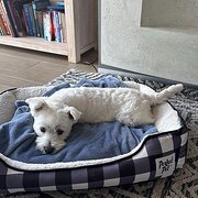 Home Owner wanting sitter in SAFETY BEACH, Victoria