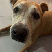 Home Owner wanting sitter in , Northern Territory