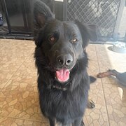 Home Owner wanting sitter in Brisbane, Queensland