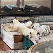 Home Owner wanting sitter in Brisbane, Queensland