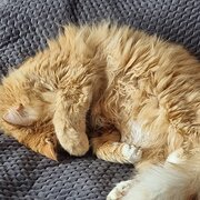 Home Owner wanting sitter in Perth, Western Australia