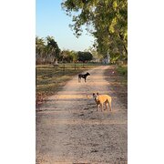 Home Owner wanting sitter in Cairns, Queensland