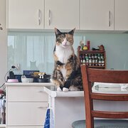 Home Owner wanting sitter in Sydney, New South Wales