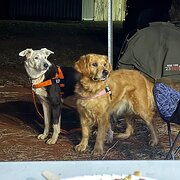 Home Owner wanting sitter in Gympie, Queensland