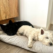 Home Owner wanting sitter in Geelong , Victoria