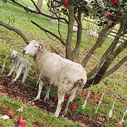 House Sitter - Lainey B