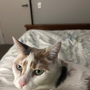 House Sitter - Jo Keyes