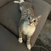 Home Owner wanting sitter in Townsville, Queensland