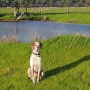 Home Owner wanting sitter in Perth, Western Australia